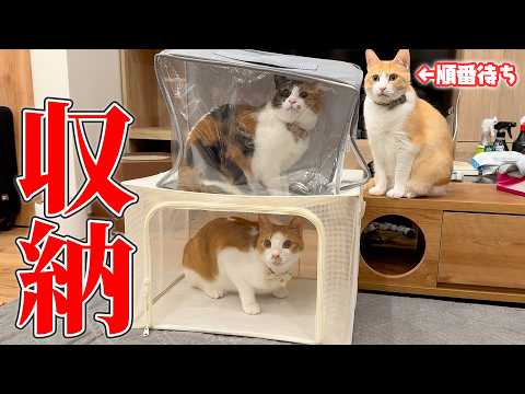 猫たちは”収納”されたいようです。 サムネイル
