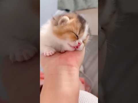 😍😍😍 猫 cat cats cute サムネイル