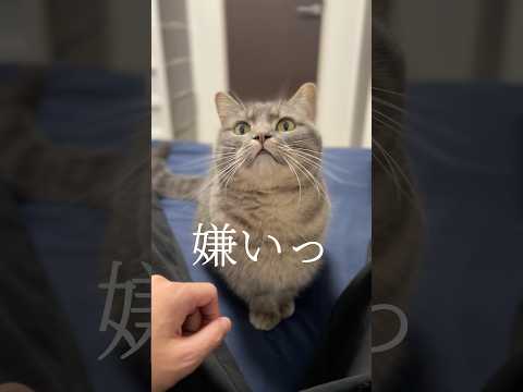 猫と本当の約束をした結果...shorts 猫 猫好きさんと繋がりたい サムネイル