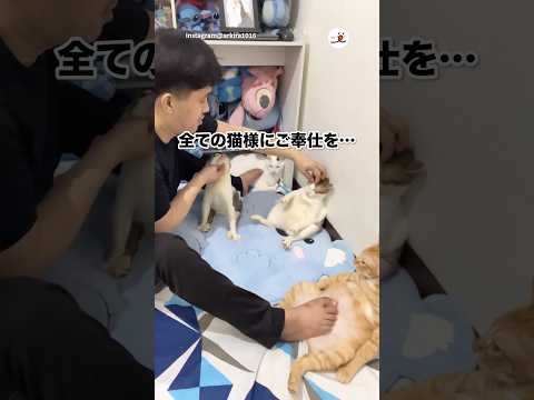 4にゃんこ同時になでなで｜PECO サムネイル