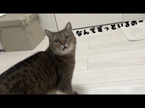 うちの猫がそろそろ家で1人になりたいらしい… サムネイル