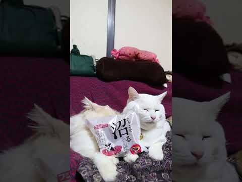 沼るあんぱん　251230　のせ猫　 cat cute ねこ　 猫のいる暮らし　 ネコ　 cutecat　 kitty… サムネイル