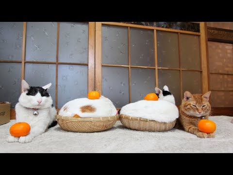 こたつのねこたちLIVE配信　　2026年1月2日 サムネイル
