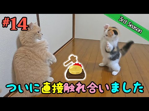 ＜3rd＞14　ついにふれあいの時…！仲良くできるかな？【短足マンチカン・スコティッシュフォールド】 サムネイル