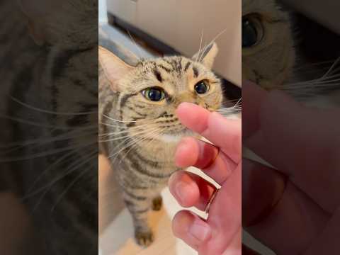猫への愛が強すぎるパパの帰宅!! cat 猫 サムネイル