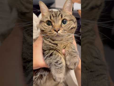 帰宅後すぐ、もふもふ猫に感謝...!! cat 猫 サムネイル