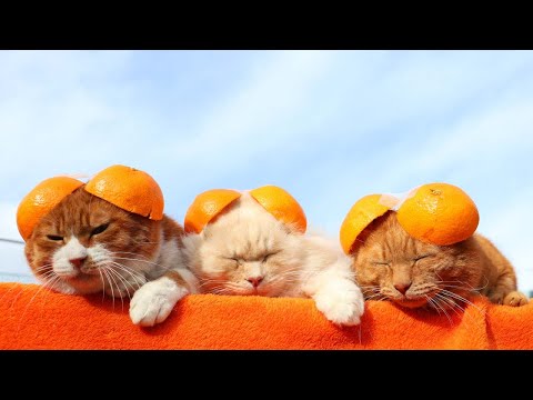 みみみかんの皮帽子　のせ猫　260205 サムネイル