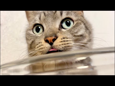 【朝】起きたくない人のためのASMR（猫×水）Deep Relax ASMR｜Cat Purring & Wooden… サムネイル