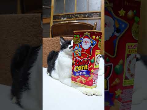 とんがりコーン クリスマスパッケージ　251225　のせ猫　とんがりコーン　 cat　 cute　 猫のいる暮らし… サムネイル