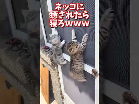 ネッコの動画で癒されたら寝ろｗｗｗ　2ch  動物  猫 癒やし ねこ動画 サムネイル
