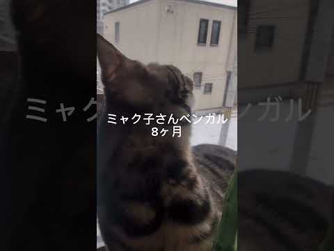 シャム猫ベンガルshorts funny cat猫 サムネイル