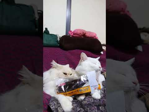 ようかんロールホイップ　251229　のせ猫　 cat cute ねこ　 猫のいる暮らし　 ネコ　 cutecat… サムネイル