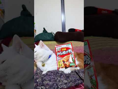 から揚げ粉　日清　260312　のせ猫　 cat　 cute　 ネコ　 ねこ　 猫のいる暮らし　 kitten　 cu… サムネイル
