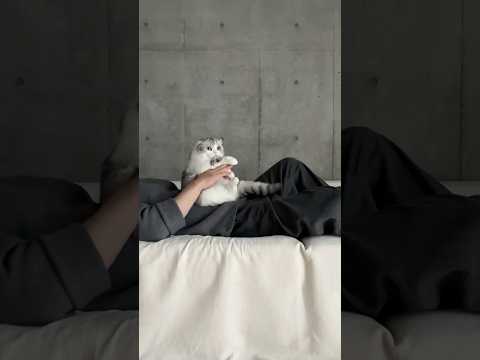 😼 cat 猫 サムネイル