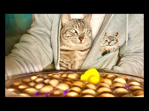 Deep Relax ASMR｜Cat Purring & Wooden Balls【live】 サムネイル