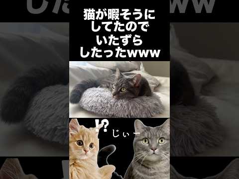 猫にイタズラしたったwshorts 猫 猫好きさんと繋がりたい サムネイル