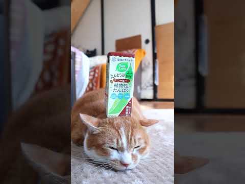 えんどう豆生まれ コーヒー　251225　のせ猫　 cat cute 猫のいる暮らし　 ネコ　 ねこ　 猫のいる生活… サムネイル