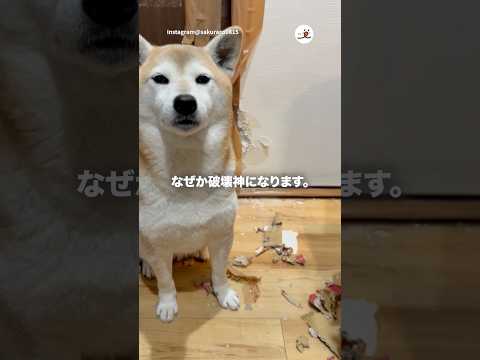 破壊して凛々しい表情の犬｜PECO サムネイル