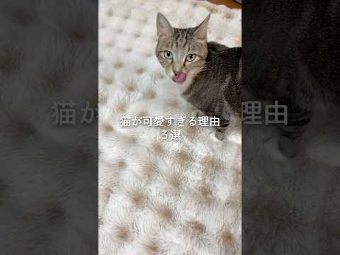 猫が可愛すぎる理由3選 猫 ねこ 猫のいる暮らし 保護猫 猫好きさんと繋がりたい 雑学 豆知識 VOICEVOX:ずん… サムネイル