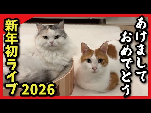 猫たちと一緒に新年をお祝いしませんか？【2026年あけおめライブ！】 サムネイル