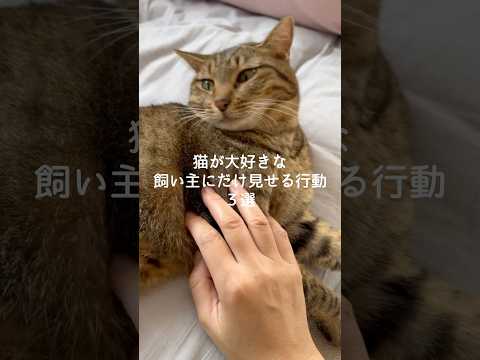 猫が大好きな飼い主にだけ見せる行動3選 猫 ねこ 猫好きさんと繋がりたい 猫動画 ねこのいる生活 保護猫 雑学 豆知識… サムネイル