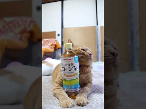 北海道コーン茶　260116　のせ猫　茶　 cat cute ネコ　 猫のいる暮らし　 ねこ　 cutecat　 猫の… サムネイル
