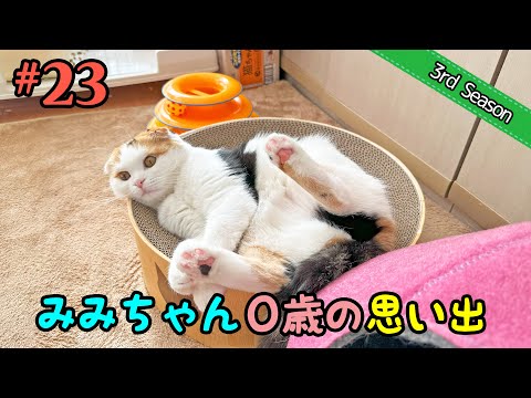 ＜3rd＞23 みみちゃん0〜1歳を振り返り【短足マンチカン・スコティッシュフォールド】 サムネイル