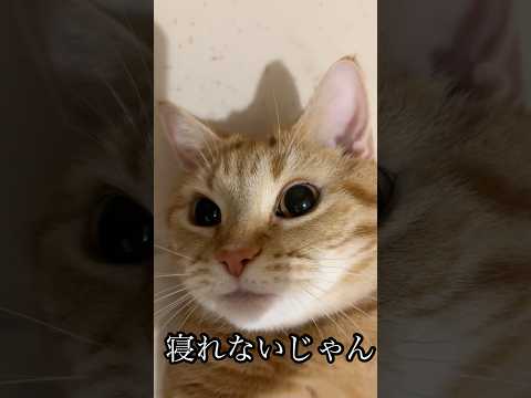 寝れないじゃん 猫 cat アメショ うめ サムネイル