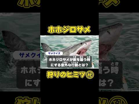 ホホジロザメの秘密知ってる？㊙️サメ 水族館 サムネイル