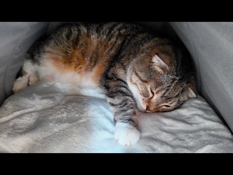 猫に「電気のいらない保温ベッド2025｜カインズ」で罠を仕掛けた結果🤣🤣🤣 サムネイル