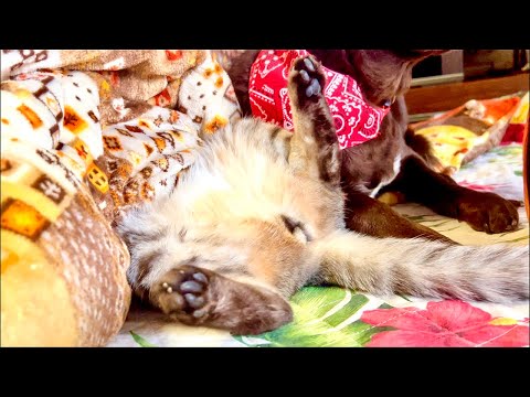 99%が5分で眠くなる｜猫×水の音ASMR Deep Relax ASMR｜Cat Purring & Wooden… サムネイル