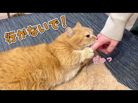 帰省するパパを引き止めようとする甘えん坊猫が可愛すぎる！ サムネイル