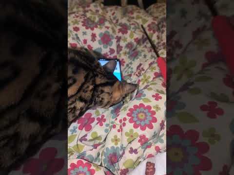 ベンガルshorts funny catkitten ベンガル猫bengaru サムネイル