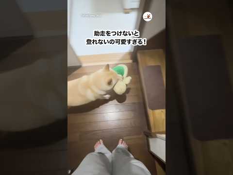 助走つけないと登れない柴犬｜PECO サムネイル