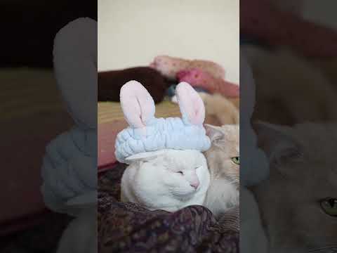 うさみみ帽子　260313　のせ猫　 cat　 kitty cute　 ねこ　 猫のいる暮らし　 kitten　 ネコ… サムネイル