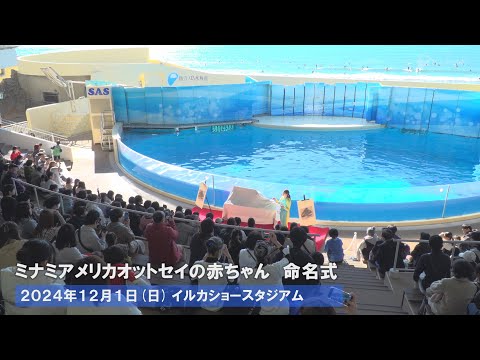 ミナミアメリカオットセイの赤ちゃん 命名式 サムネイル