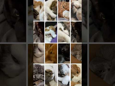 「チラリズム」猫あるある|フルはApple Musicほか音楽アプリへ サムネイル