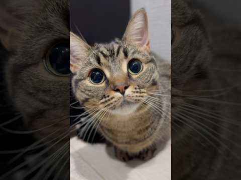 一日中可愛い猫たちのルーティン!! cat 猫 サムネイル