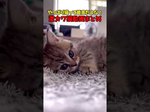 猫最高！😍 猫 cat cats cute サムネイル