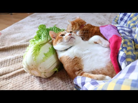 こたつで白菜枕猫　260126 サムネイル