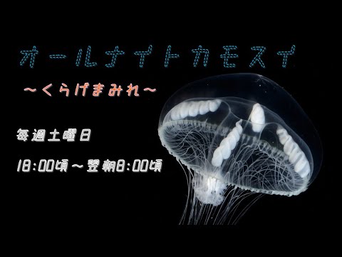 オールナイトカモスイ　～くらげまみれ～ #232　シロクラゲ サムネイル