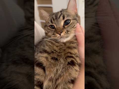 猫のため、仕事後ダッシュで帰宅するパパwww cat 猫 サムネイル