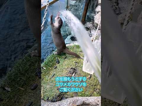 【コツメカワウソ】水を掴もうとするコツメカワウソ【サンシャイン水族館】shorts 水族館 サムネイル