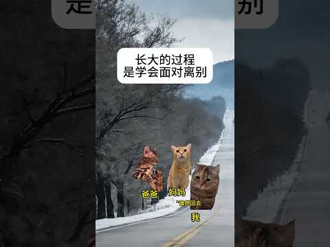 小时候真傻 竟然盼望着长大 有趣 猫meme 猫meme剧场 猫meme小剧场 内容过于真实  故事 貓 猫猫meme… サムネイル