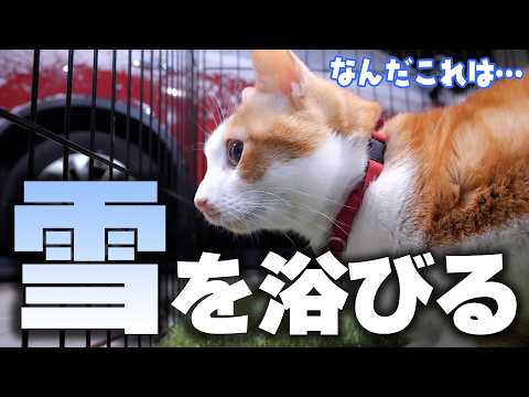 生まれて初めて雪を浴びた猫の毛が、ぼわっぼわに膨らんでしまいました サムネイル
