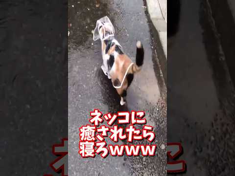 ネッコの動画で癒されたら寝ろｗｗｗ　2ch  動物  猫 癒やし ねこ動画 サムネイル