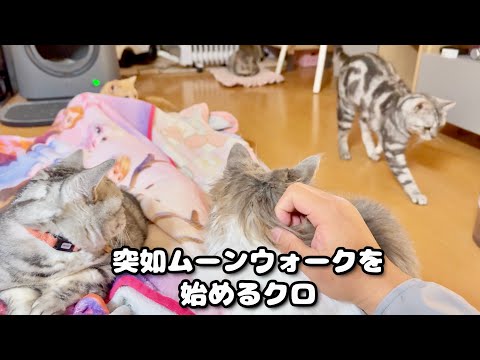 突然ムーンウォークをはじめるクロくん。 サムネイル