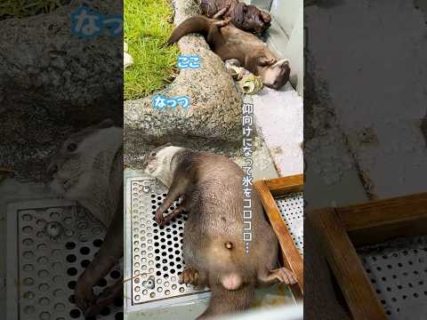 【コツメカワウソ】仰向けで氷を食べるコツメカワウソ【サンシャイン水族館】shorts 水族館 サムネイル
