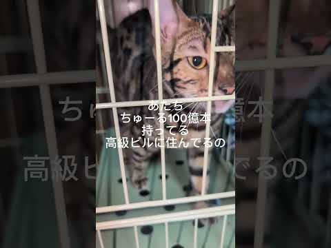 シャム猫ベンガルshorts funny cat猫bengarusiamese サムネイル