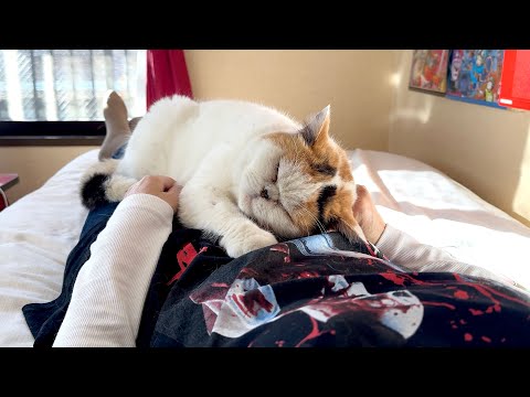 最新トレンド！甘える猫たちとの日常を満喫しよう サムネイル